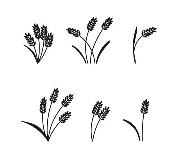 밀 귀. 보리 또는 쌀 블랙 실루엣, 맥주 또는 베이커리 로고 격리 된 요소, 라벨 및 엠블럼을위한 유기농 농장 요소, 빵 포장, 장식 개체, 익은 작은 이삭, 벡터 세트 - barley grass wheat isolated stock illustrations