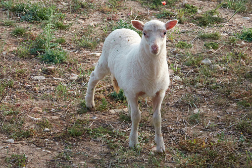 a lamb on the island of Majorca. Balearic Islands. Spain
