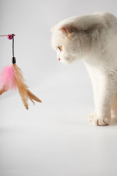 istock British short-hair cat attracted by teasing cat sticks 1487625916