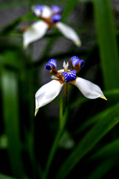 istock White and Purple Flower with three Petals Knows as Walking Iris, 1487626391