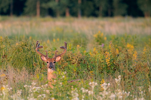 Large white-tailed deer buck with velvet antlers hidden in green field with tree line in the background
