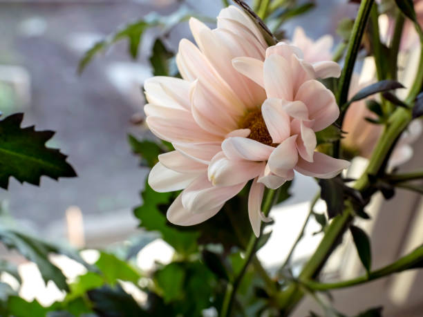 istock bouquet of delicate pale pink chrysanthemums, macro 1487629080