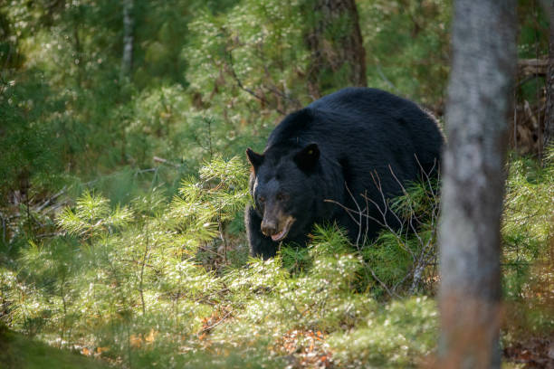 urso negro nas grandes montanhas esfumaçadas no início da primavera - gatlinburg great smoky mountains national park nature water - fotografias e filmes do acervo