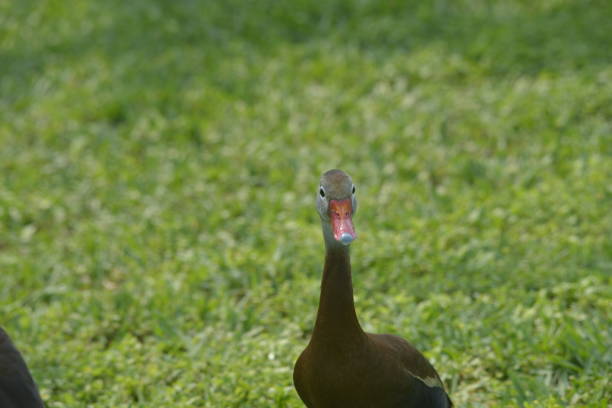 Coastal marshes on South Padre Island, Texas - habitat for birds BLACK-BELLIED WHISTLING DUCK