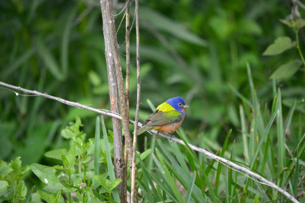 istock Painted Bunting Bird Watching in South Texas 1487631311