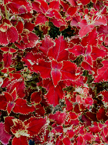 The pattern on the crimson leaves with gold edges stacked neatly in the summer.