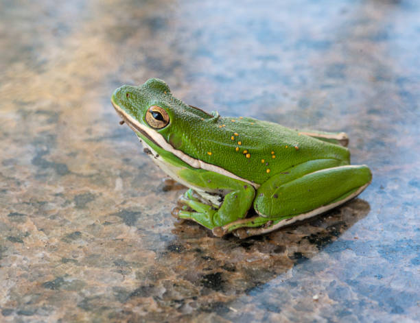 istock American Green Tree Frog animal 1487631614