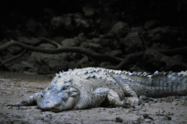 istock Crocodile reptile animals  in the wild 1487631633