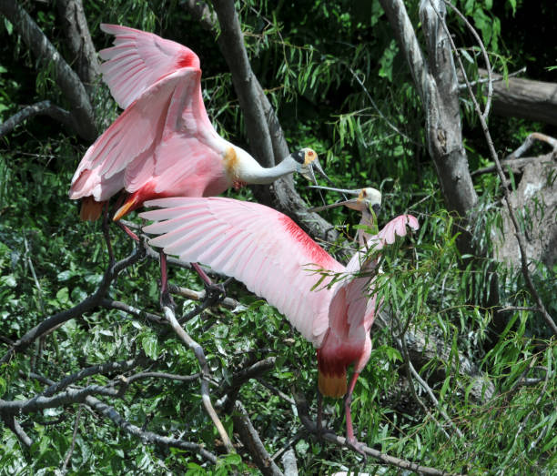istock Roseate Spoonbill shore bird animal pair in courtship arguing 1487631653