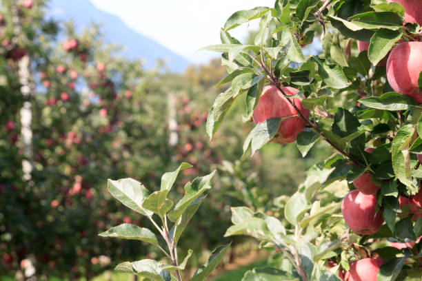 이탈리아 사우스 티롤의 메라노에 있는 나무에서 사우스 티롤 사과의 클로즈업 - south tyrolean apple 뉴스 사진 이미지