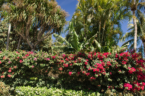 Bright Pink Bougainvillea Flowers on a Plant in Palm Beach, Florida