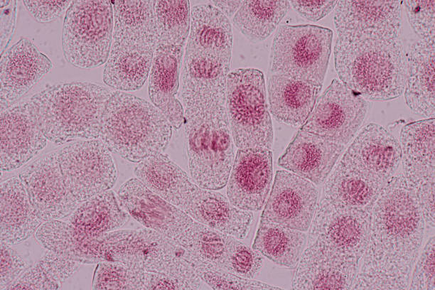 istock Mitosis cell in the Root tip of Onion under a microscope. 1487638276