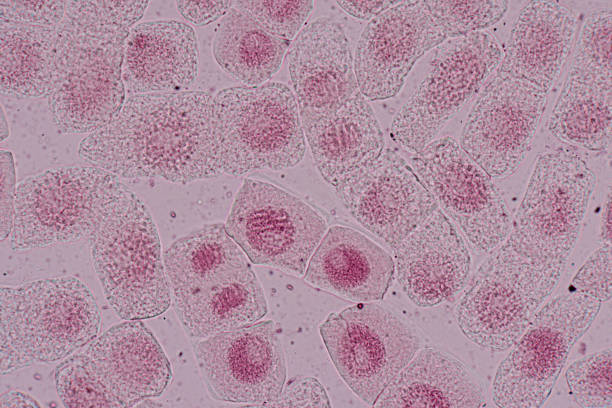 istock Mitosis cell in the Root tip of Onion under a microscope. 1487638277