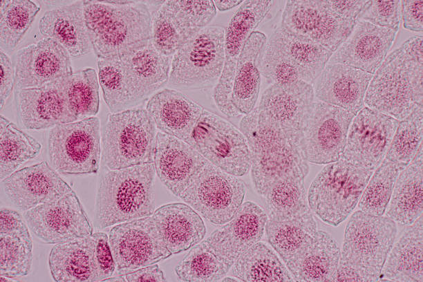 istock Mitosis cell in the Root tip of Onion under a microscope. 1487638288