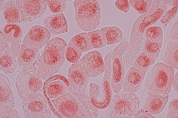 istock Mitosis cell in the Root tip of Onion under a microscope. 1487638289