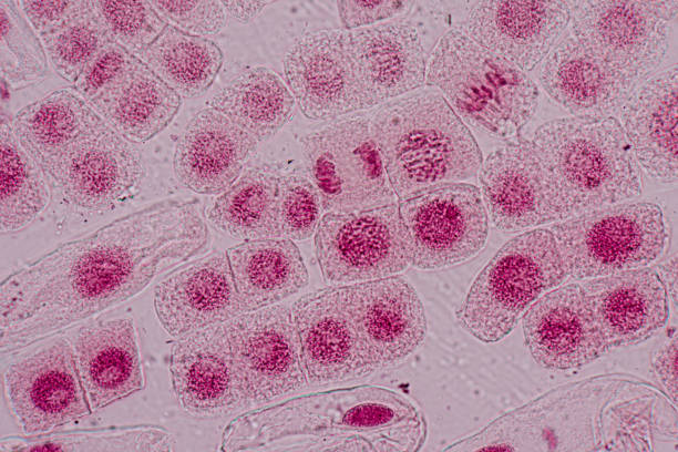 istock Mitosis cell in the Root tip of Onion under a microscope. 1487638291