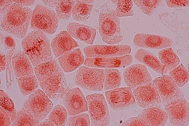 istock Mitosis cell in the Root tip of Onion under a microscope. 1487638296