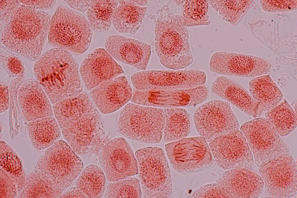 célula mitose na ponta raiz da cebola sob um microscópio. - genetic modification genetic mutation genetic research vegetable - fotografias e filmes do acervo