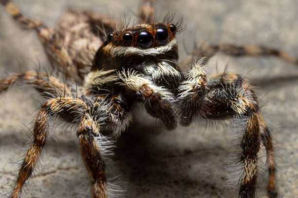 istock Super macro of Spider and insects in nature. 1487638456