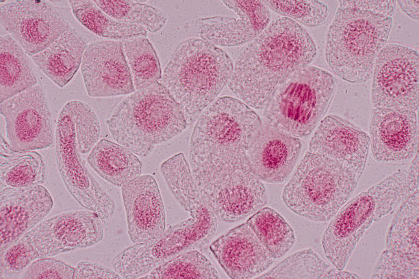 istock Mitosis cell in the Root tip of Onion under a microscope. 1487638482