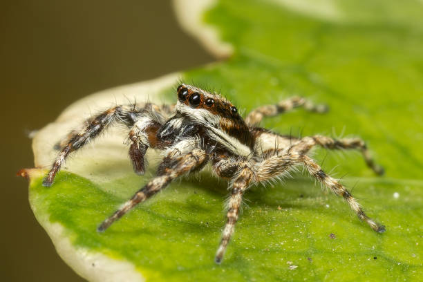 istock Super macro of Spider and insects in nature. 1487638535