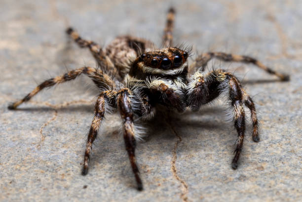 istock Super macro of Spider and insects in nature. 1487638639