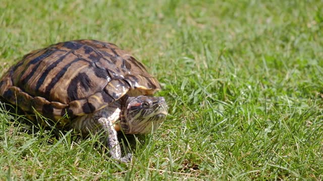 adult red-eared turtle crawls on grass. turtle walk. closeup. selective focus.