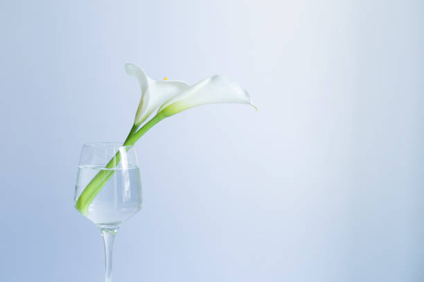 istock calla flowers in glass on blue background 1487642075