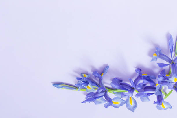 istock blue irises on purple paper background 1487642188