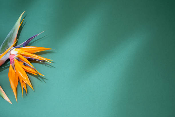 istock orange exotic  flowers  on green background 1487642215