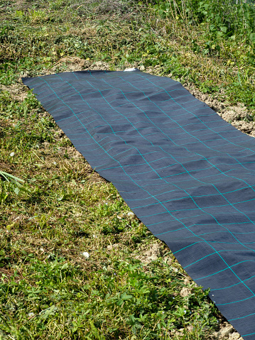 Weed control system with black plastic film. Agricultural technology. Plant covers. Weed suppressant fabric.