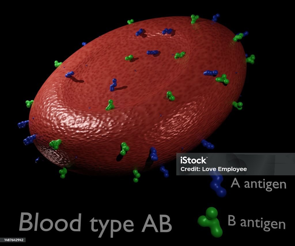 Ab Red Blood Type Ab With Antigens Present On The Red Cell Surface Stock Photo ...