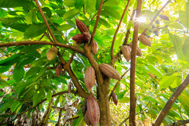 istock Cocoa pods fruit on tree in Agriculture and over sunlight. 1487643506
