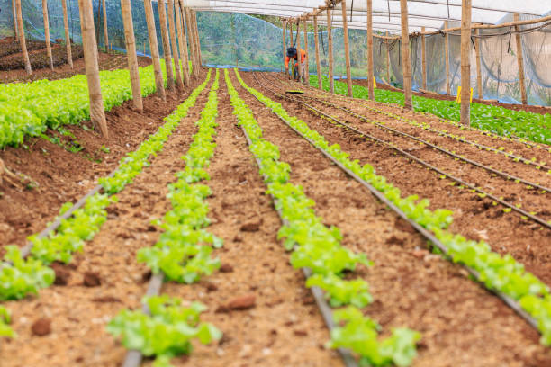 istock Organic hydroponic vegetable cultivation plantation 1487644045