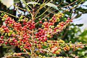 Organic red coffee cherries, raw coffee bean on coffee tree plantation