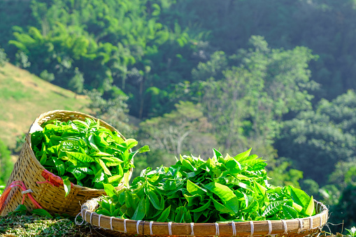 green tea leaves on bamboo container and mountain nature background at chiang rai Thailand