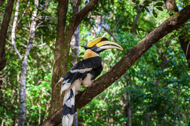 istock A hornbill walks in the deep forest. 1487648208
