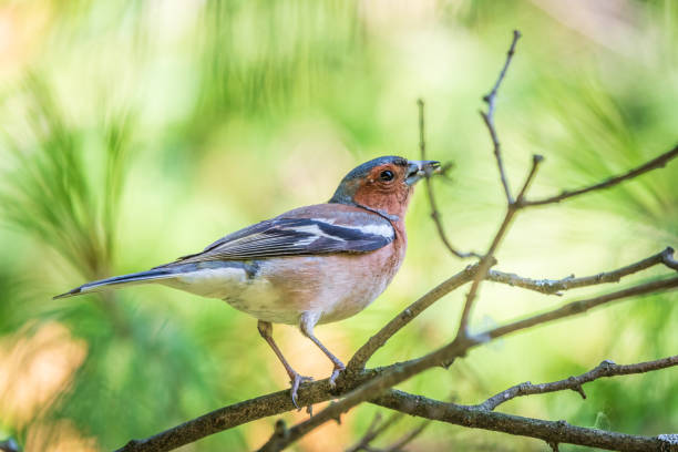 istock Common chaffinch, Fringilla coelebs, sits on a branch in spring on green background. Common chaffinch in wildlife. 1487648249