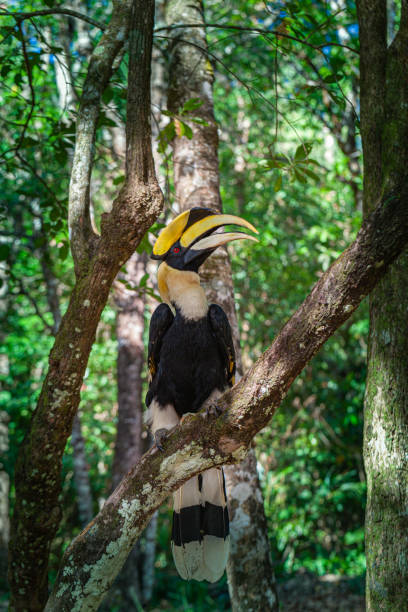 istock A hornbill walks in the deep forest. 1487648259