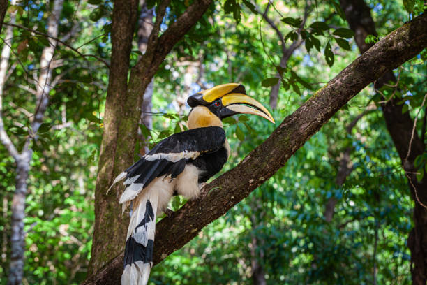 istock A hornbill walks in the deep forest. 1487648373