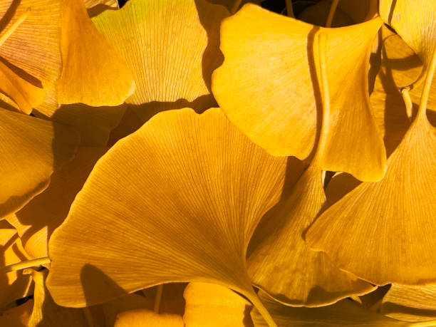 Horizontal high angle extreme closeup photo of fallen golden Gingko leaves. Walcha, New England high country, NSW.