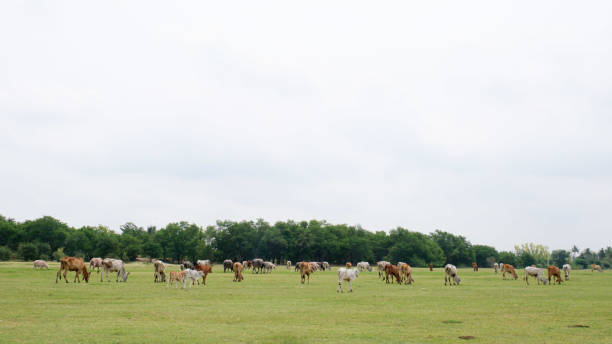 istock many Cows on a green field 1487648574