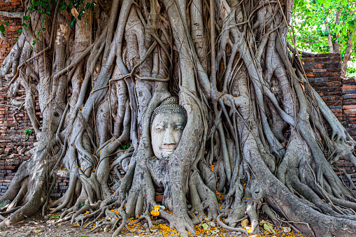 The root of the banyan tree wraps around the Buddha image until only the Buddha's head emerges.
Amazing and famous in Thailand at Mahathat temple Ayutthaya province Thailand.
banyan root background.