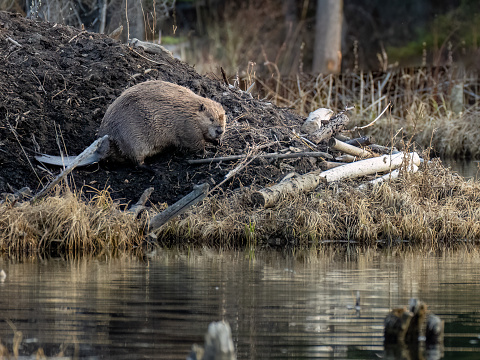 A beaver on its lodge in Beaver Boardwalk Park, Maxwell Lake near Hinton, Alberta, Canada.  Photo by Bob Gwaltney.