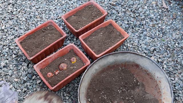 Planting gladiolus bulbs in a pots