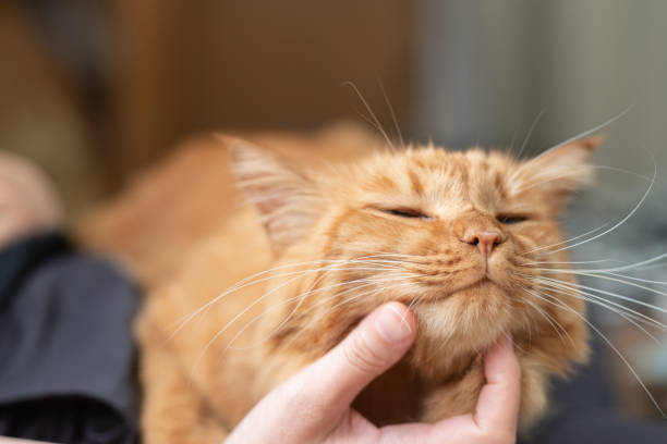 istock I like cats Brown tabby cat 1487658200