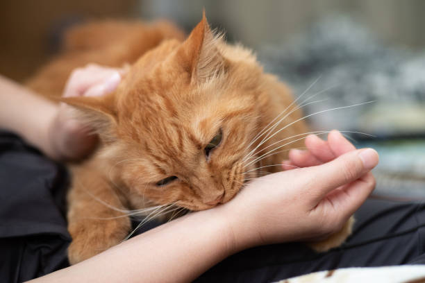 istock I like cats Brown tabby cat 1487658208