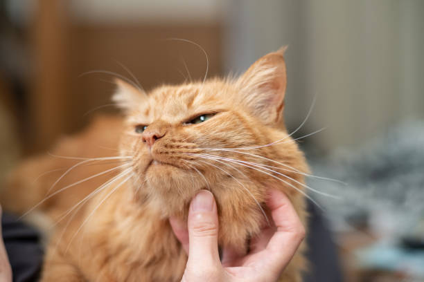 istock I like cats Brown tabby cat 1487658213