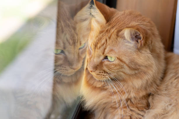 istock Cat by the window Brown tabby cat 1487658222