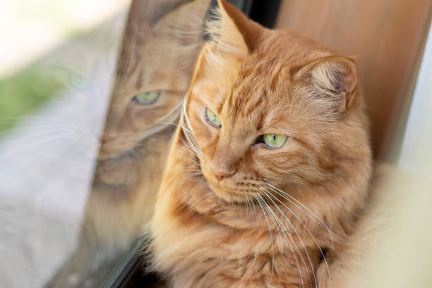 istock Cat by the window Brown tabby cat 1487658230